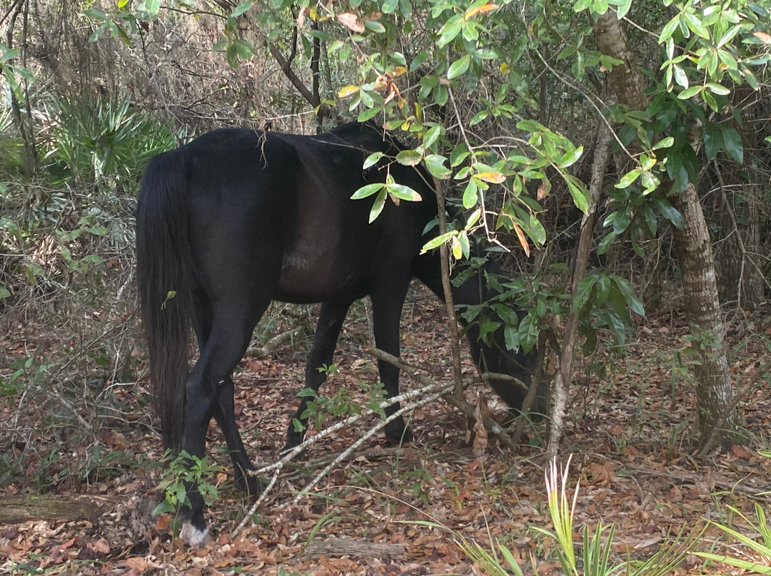The Lands and Legacies Tour-Cumberland Island必去景点