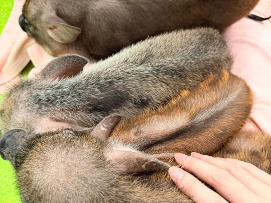 Mipig Cafe Fukuoka-Chuo必去景点