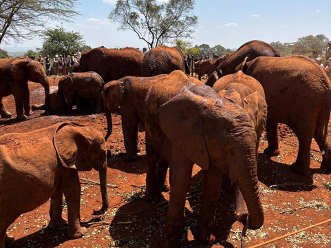 Mentors Africa Safaris Ltd-内罗毕必去景点