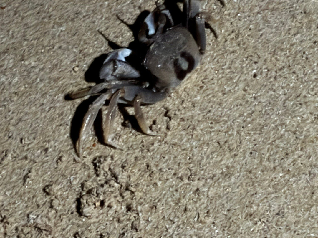 爱岛可可小屋主图