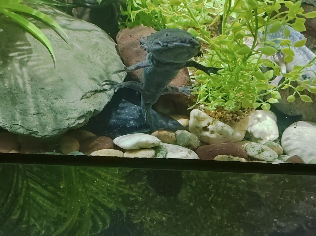 Acuario Michin Ciudad De Mexico-墨西哥城必去景点