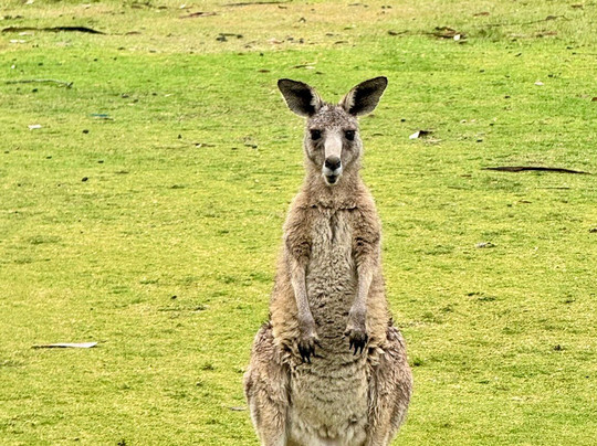 Great Ocean Road Private Luxury Tours-墨尔本必去景点