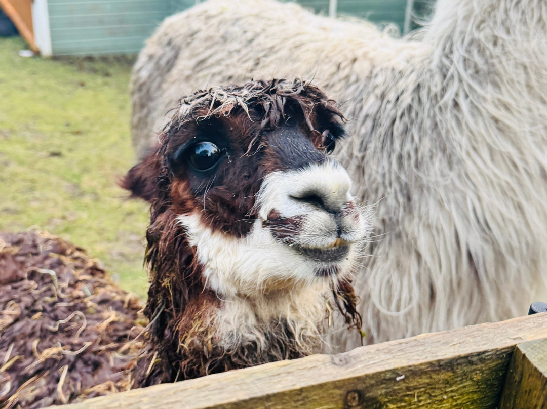 little peru alpaca trekking-Maybole必去景点