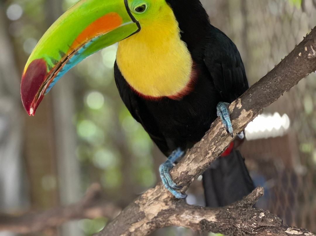 Jungla de Panama Wildlife Refuge-波魁特必去景点