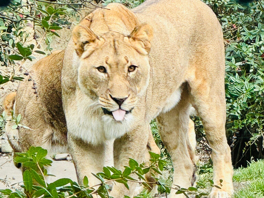 Zoo Basel-巴塞尔必去景点