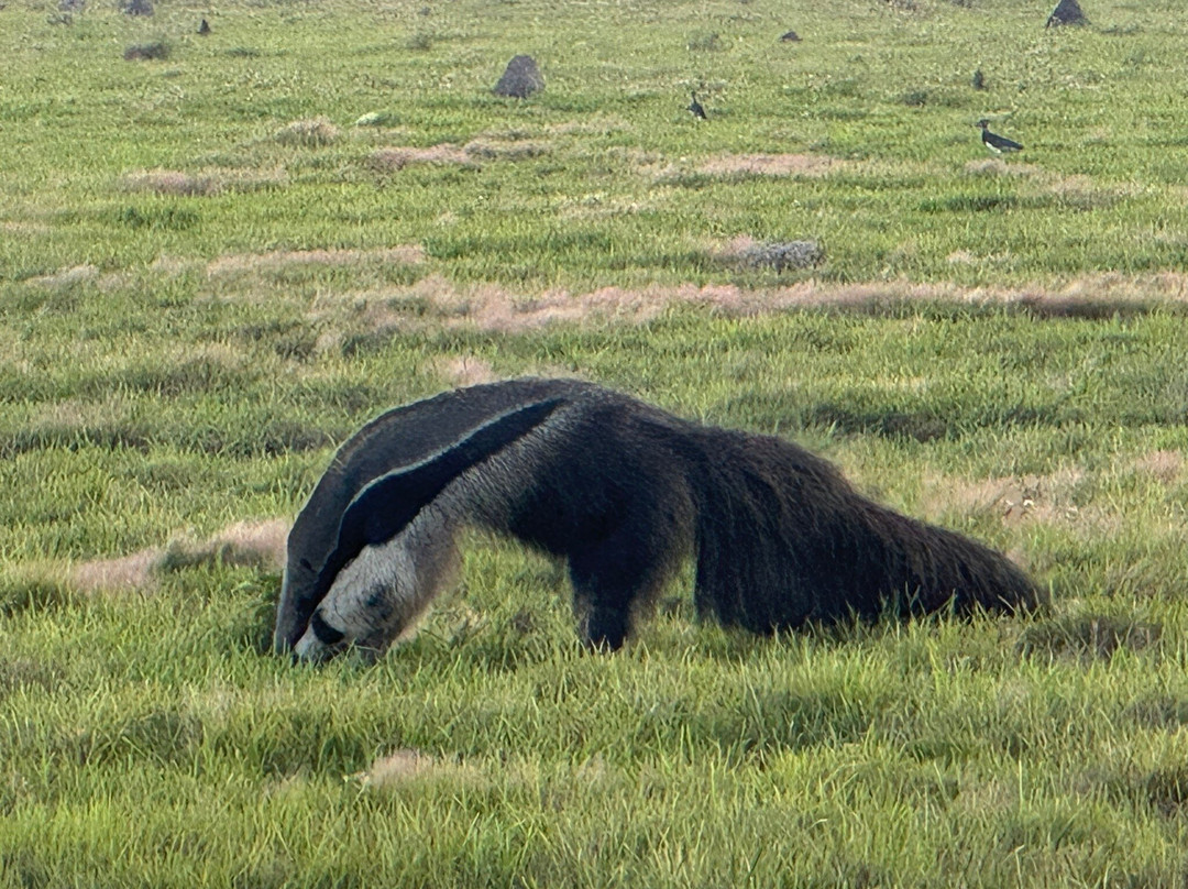 Wild Llanos Tours and Safaris-Yopal必去景点