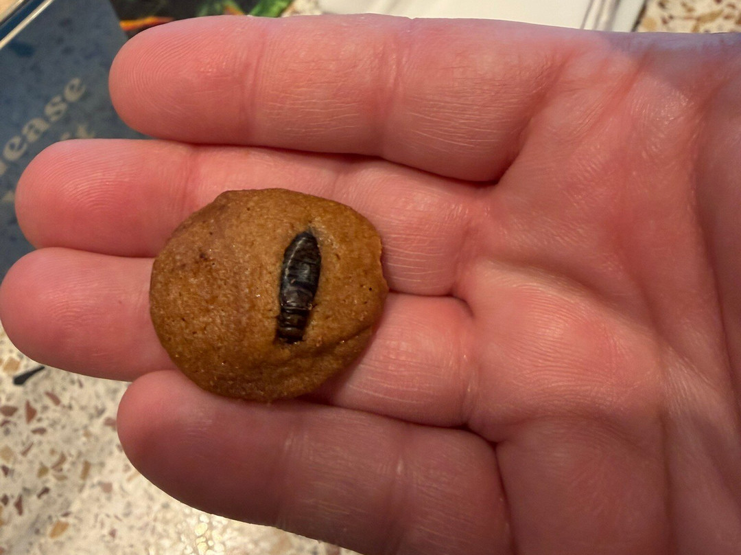 奥杜邦昆虫博物馆-新奥尔良必去景点