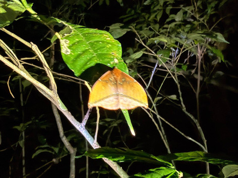 Monteverde Guided Tour-蒙特沃德必去景点