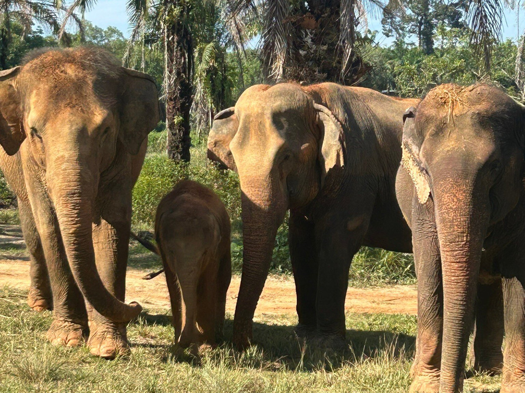 Following Giants - Krabi-Khlong Hin必去景点