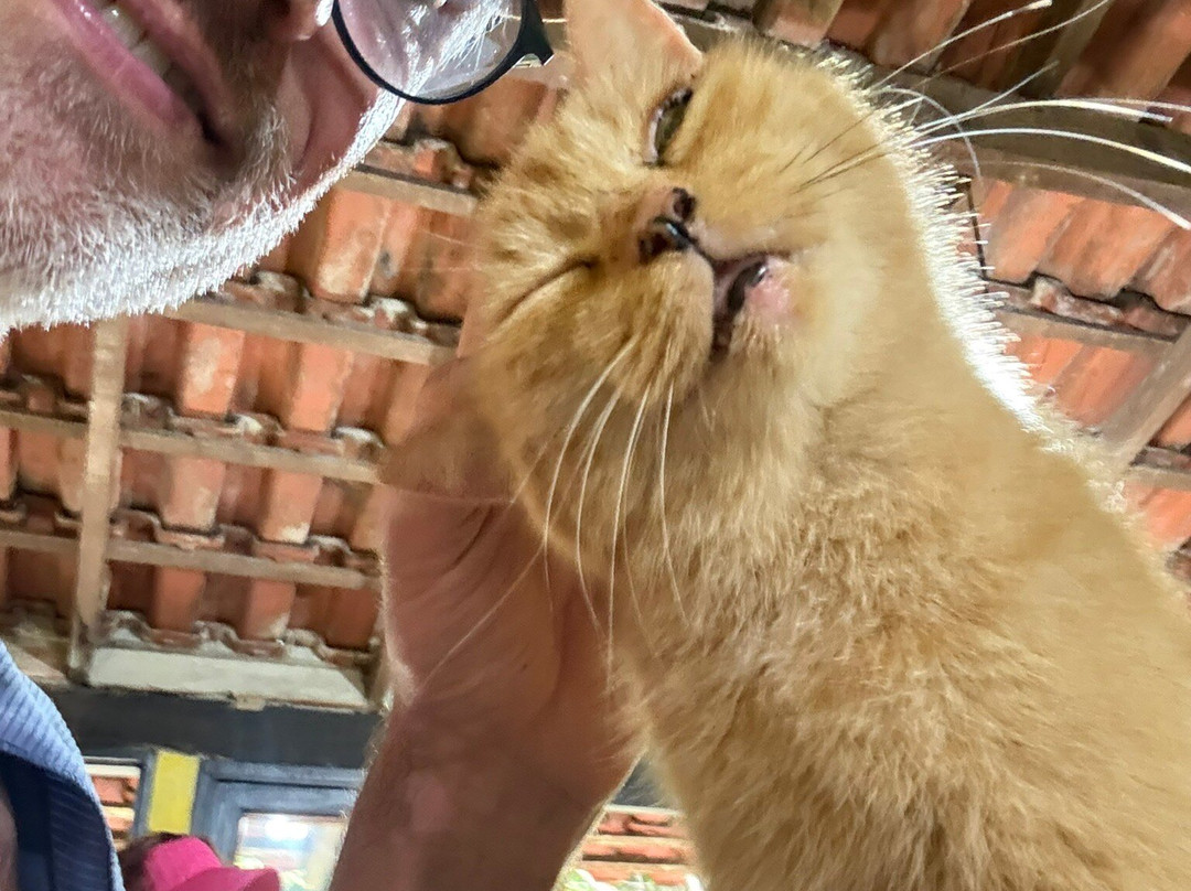 GEORGE OF THE JUNGLE ADVENTURE-格兰德岛必去景点