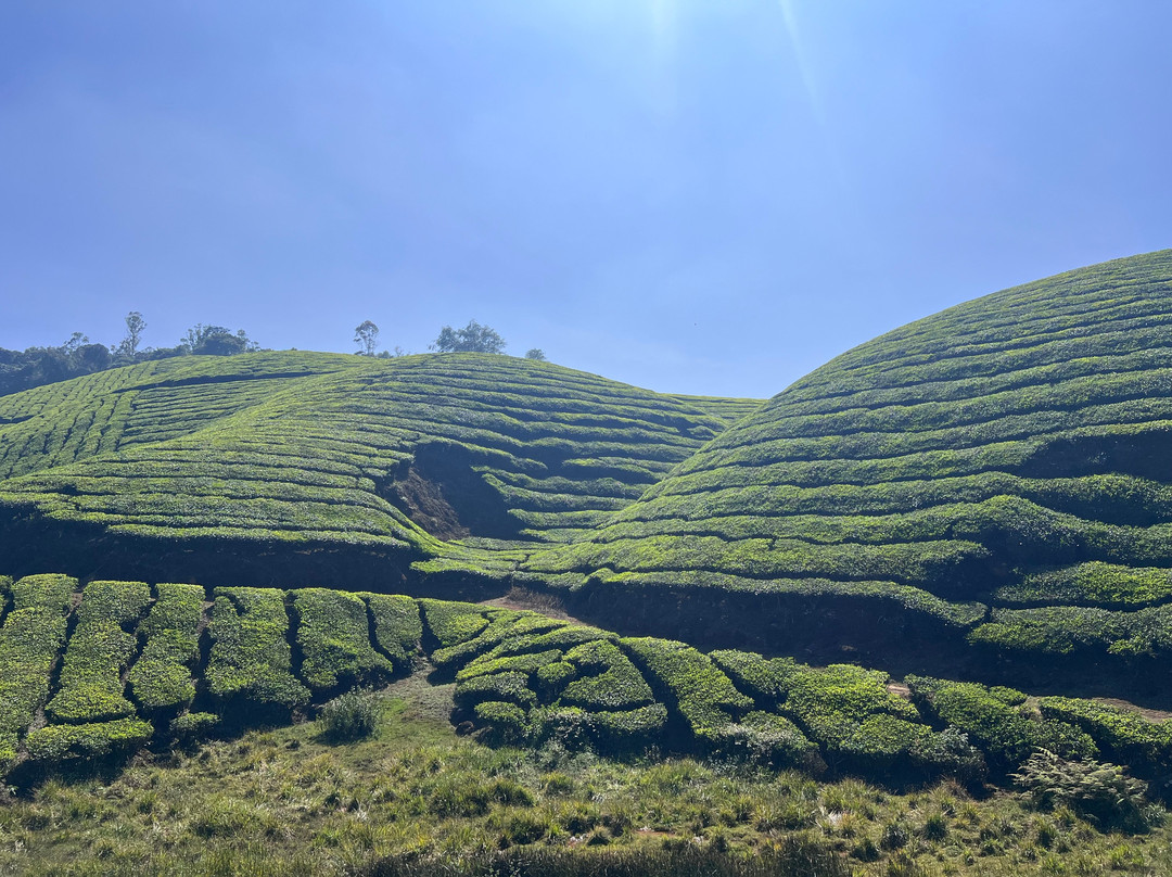 Munnar tea Green trekking adventure-慕那尔必去景点