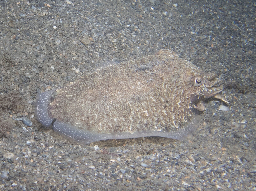 Black Frog Divers-托罗克斯必去景点