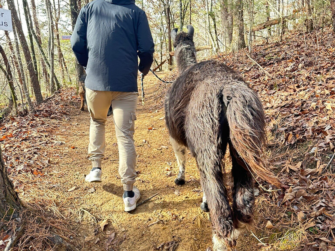 Smoky Mountain Llama Treks-Cosby必去景点