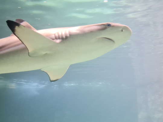 Aquarium Wilhelmshaven-威廉港必去景点