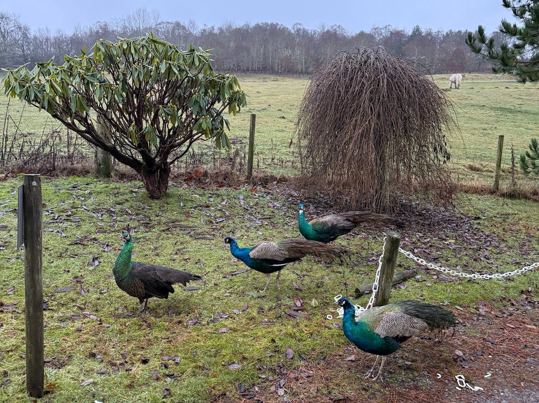 Errichel Cottages主图