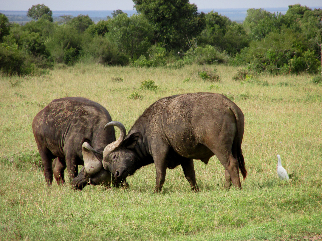 Gilmag Safaris-阿鲁沙必去景点