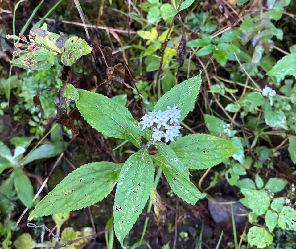 El Chico National Park-Pluma Hidalgo必去景点