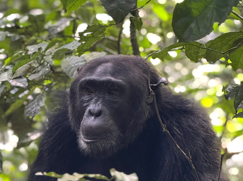 Nsavi Safaris-坎帕拉必去景点