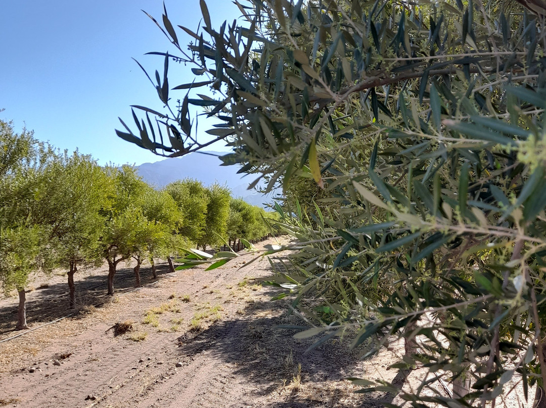 Bodega Seismiles-Tinogasta必去景点