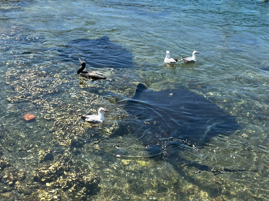 Mill Bay Boardwalk-纳鲁马必去景点