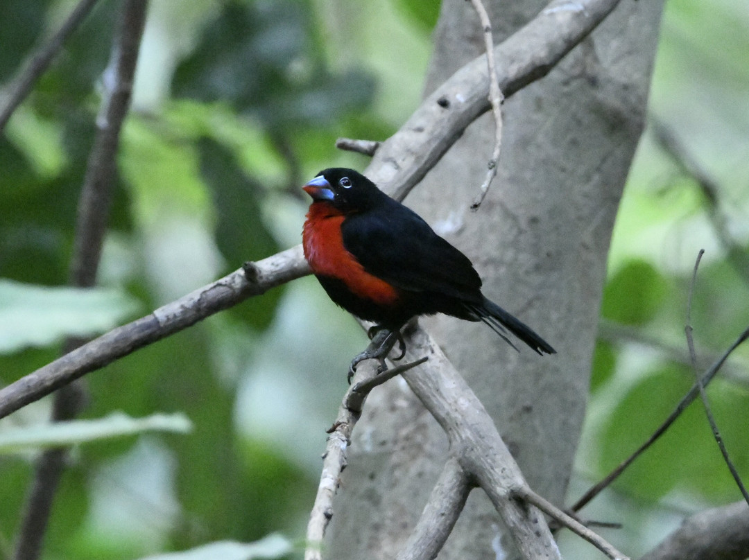 Turaco Birdwatching and Expedition Tours-Bijilo必去景点