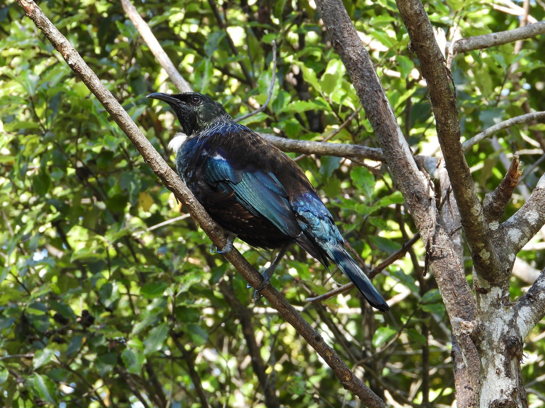 Orokonui Ecosanctuary-但尼丁必去景点