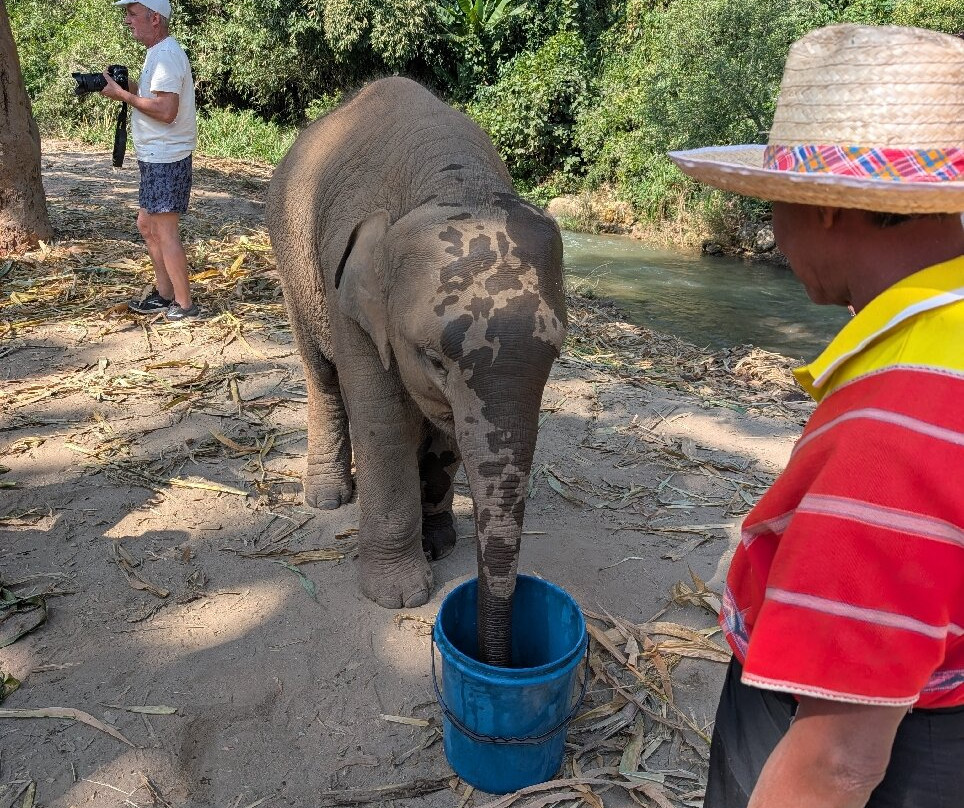 Pon Elephant Thailand-清迈必去景点