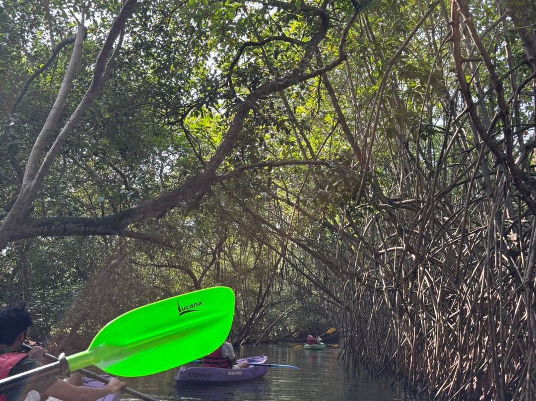 Mangrove Forest Kayaking Varkala-Paravur必去景点