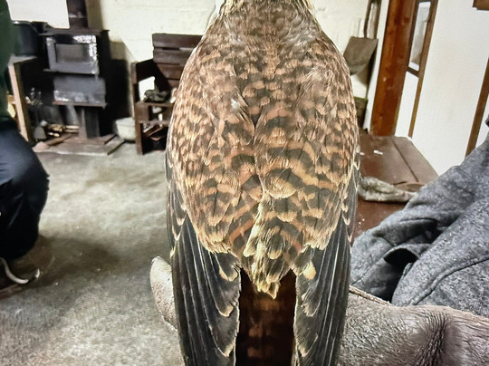 Riverside Falconry-纽卡斯尔必去景点