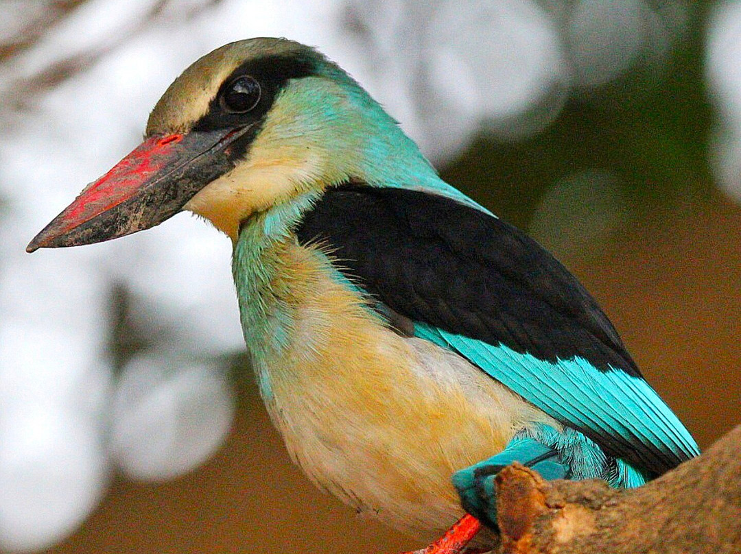 Kotu Bridge (Bird watching)-塞瑞库达必去景点