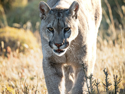 Wild Frames Chile-纳塔莱斯港必去景点