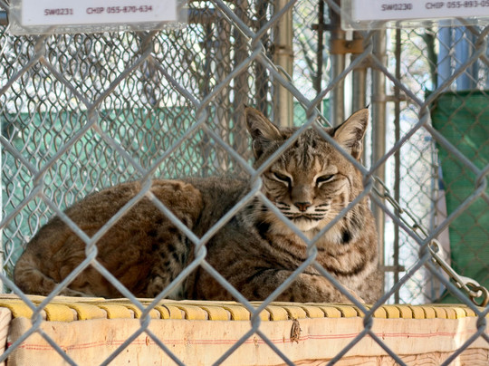 Southwest Wildlife Conservation Center-斯科茨代尔必去景点