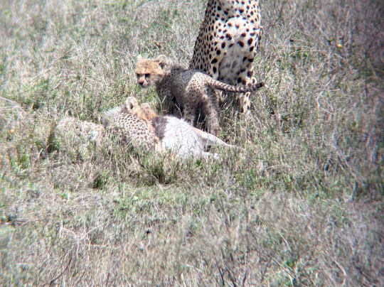 Monkey Adventures-莫西必去景点