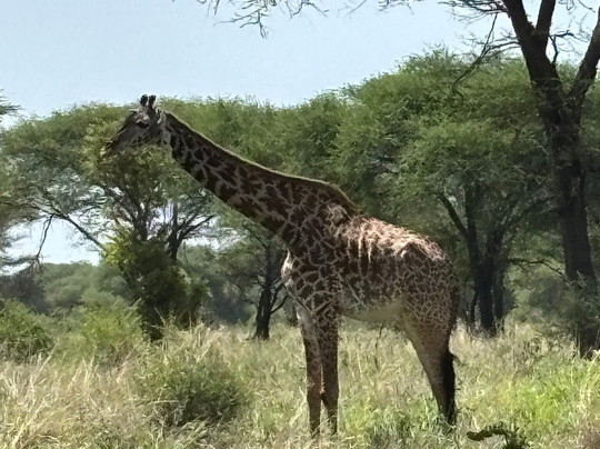 Roy Safaris-阿鲁沙必去景点