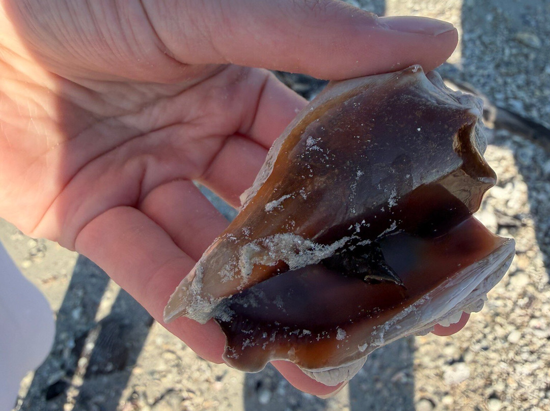 Marco Island Boat Tours-Goodland必去景点