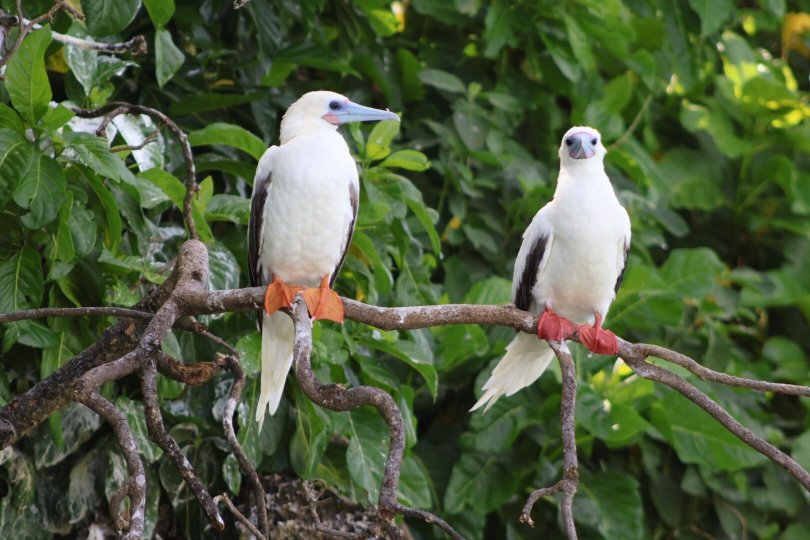 托伯岛度假酒店-官方