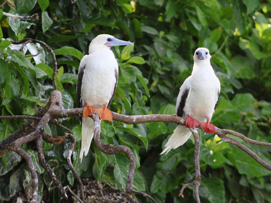 托伯岛度假酒店主图