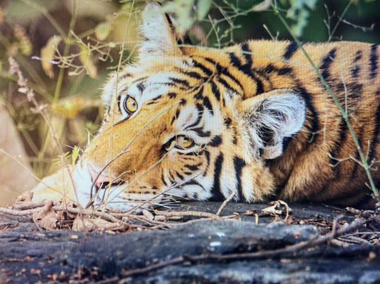 The Tiger Tours-瑟瓦伊马托布尔必去景点