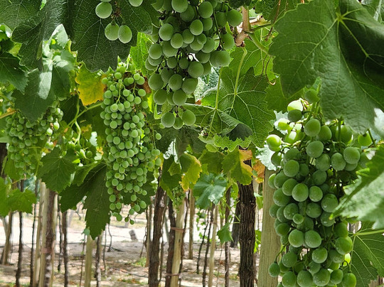 Mendoza Viagem-门多萨必去景点