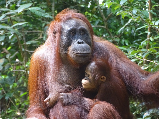 Borneo Eco Tour-Pangkalan Bun必去景点