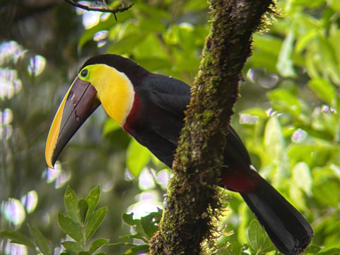 Jungle Life Costa Rica-Bijagua de Upala必去景点