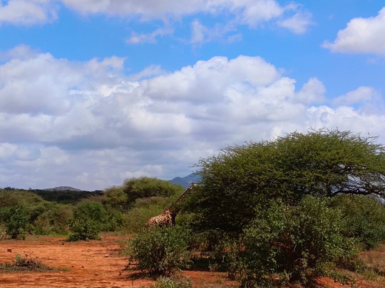 JT Safaris-迪亚尼必去景点