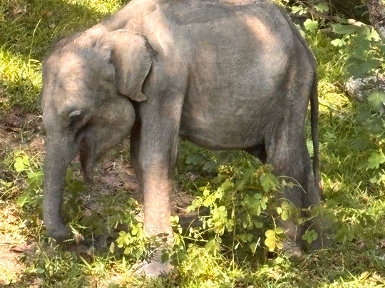 Yala Royal Safari - Sri Lanka-蒂瑟默哈拉默必去景点