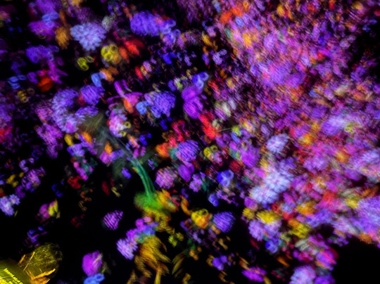 teamLab Planets TOKYO-Toyosu必去景点