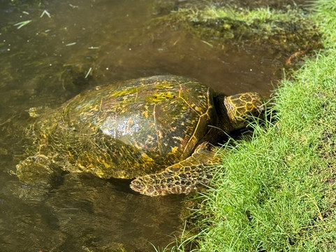 Carlsmith Beach Park-希洛必去景点