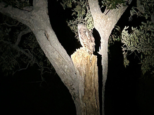 Khwai Guest House主图