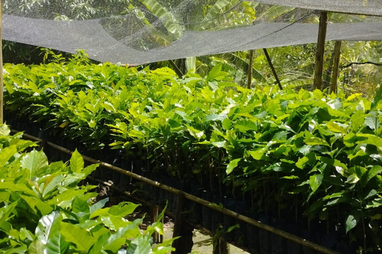 Trilha do Cafe - Sítio Aguas Finas-Guaramiranga必去景点