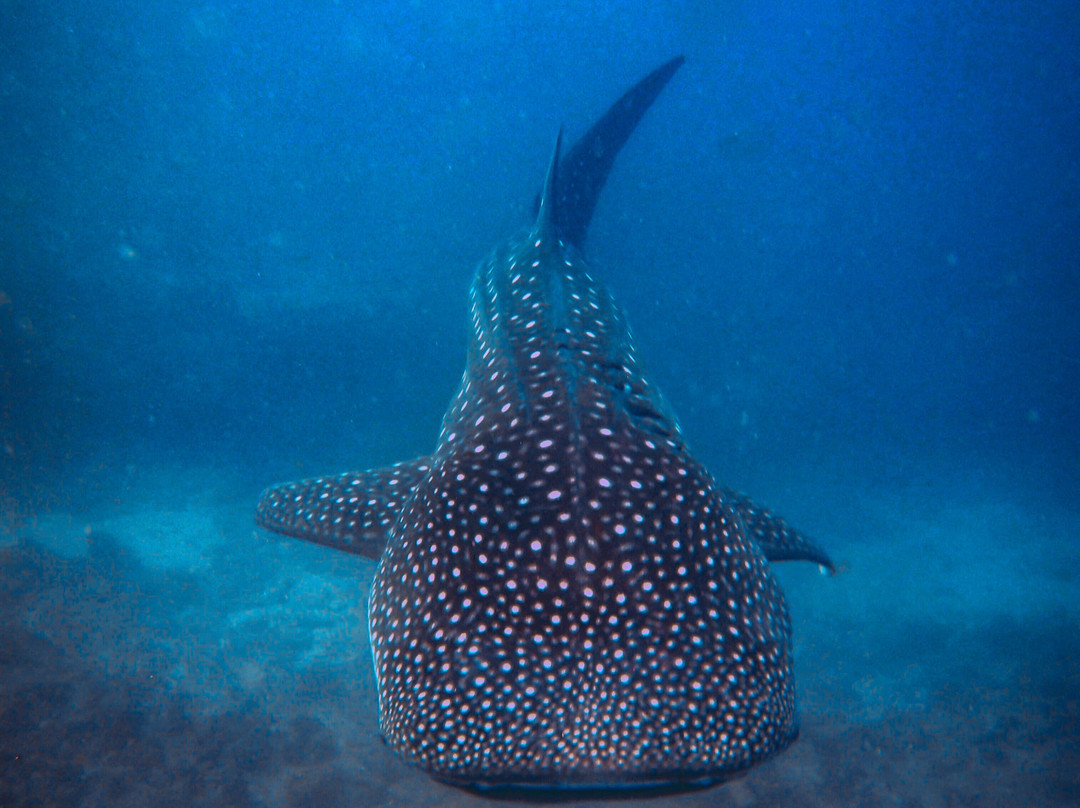 Adora Liveaboard, Maldives-马累必去景点