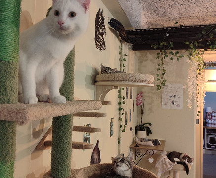 La P'tite Griffe Café