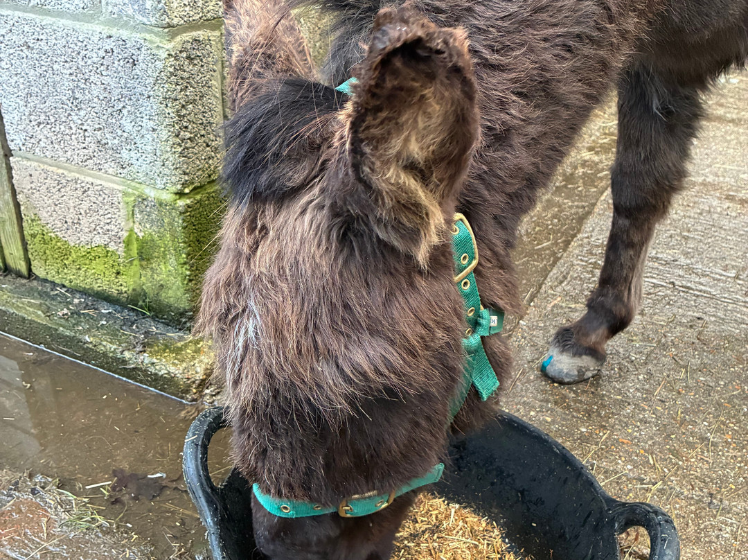 Brockenhurst Donkey Walks-Brockenhurst必去景点
